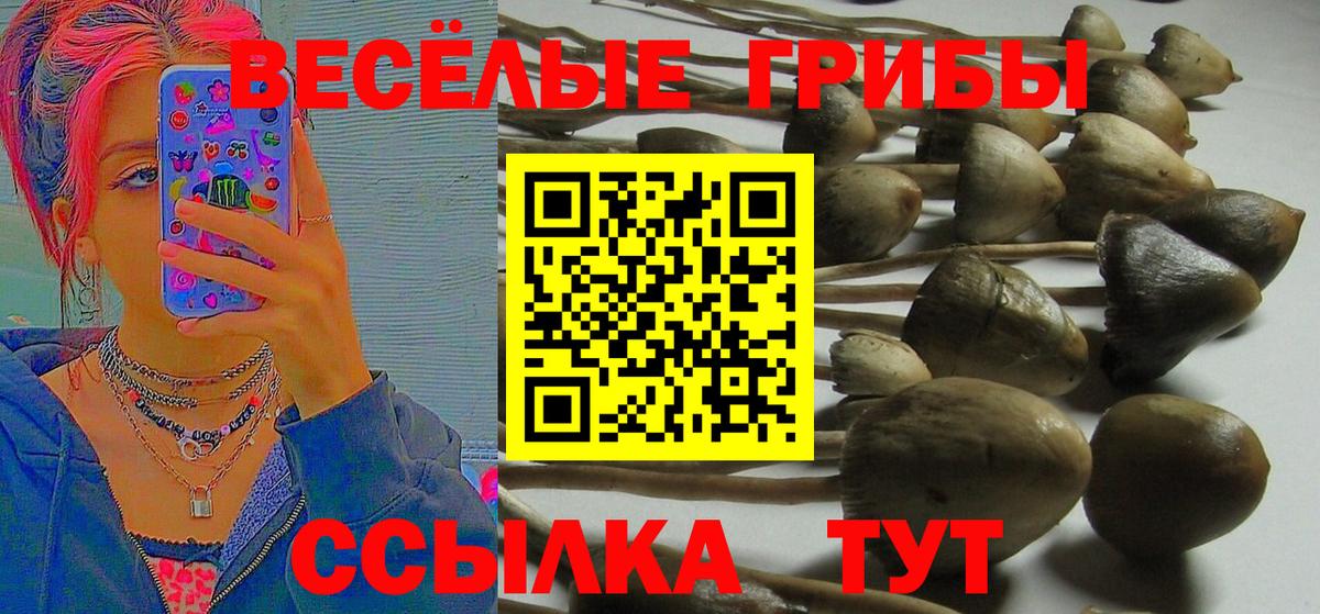 Торжок  Галлюциногенные грибы Psilocybine cubensis  Псилоцибиновые грибы мухоморы  Вход с VPN 